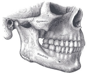 dolencias en los músculos mandibula