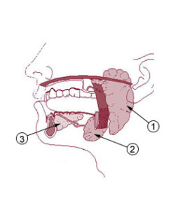 maxilofacial glandulas salivares
